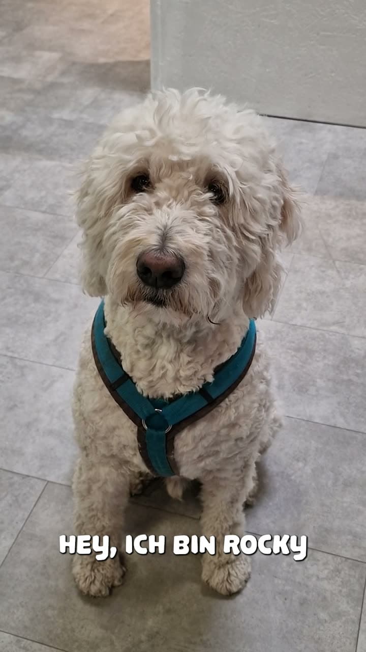 Unser Therapiehund Rocky